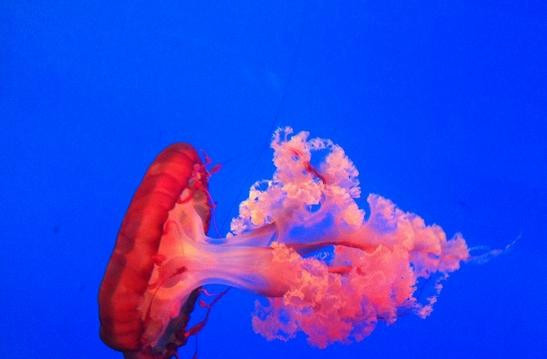 北京海洋馆-北京市必去景点