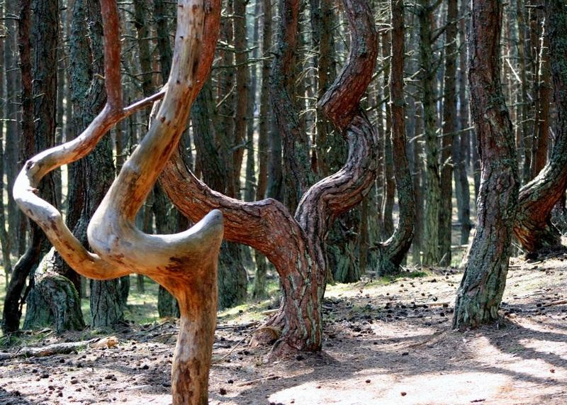 Dancing Forest景点图片