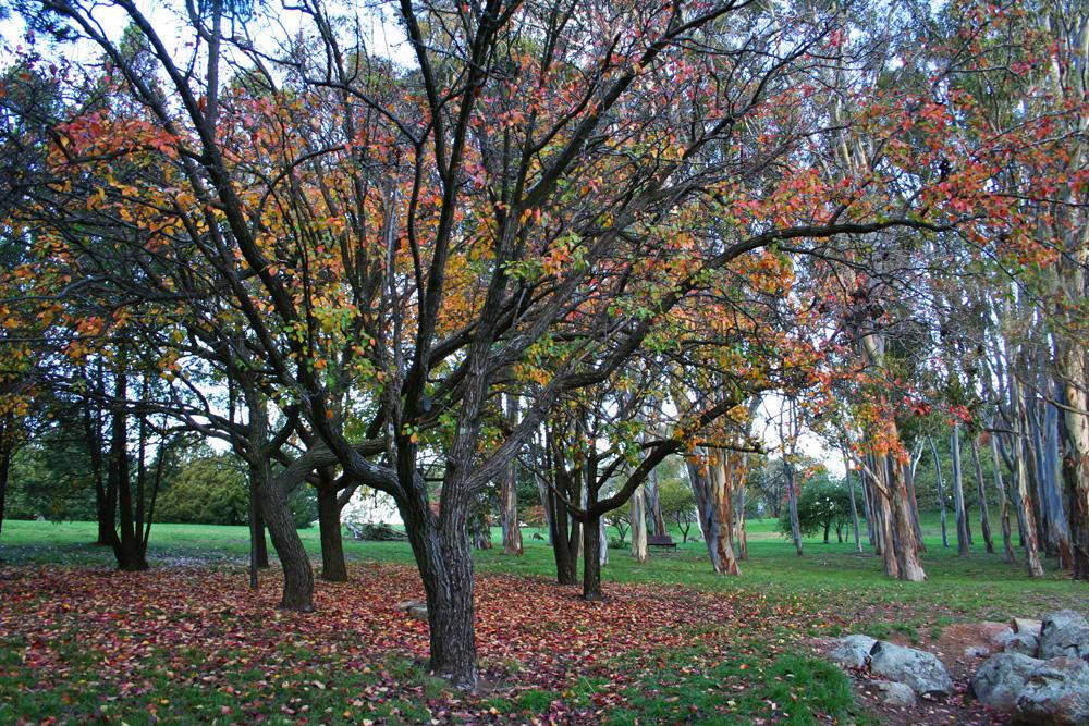 Weston Park-堪培拉必去景点