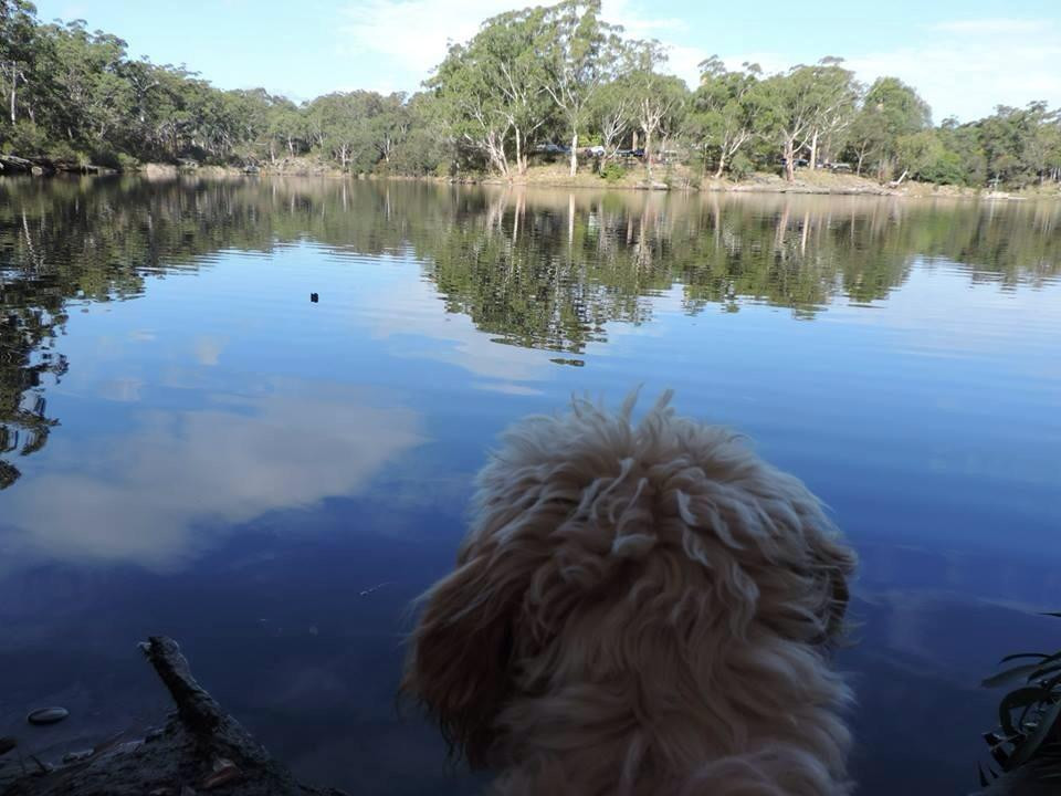 Lake Parramatta Reserve景点图片