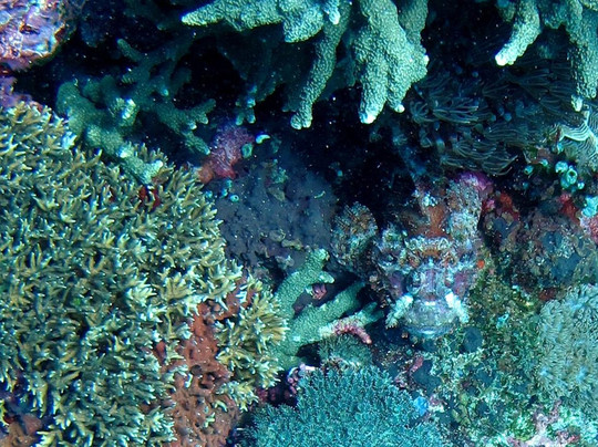 Joe's Gone Diving-沙努尔必去景点