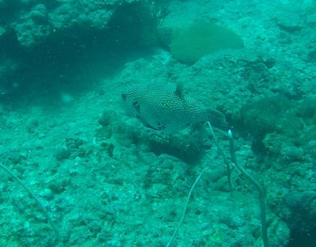 海蜜蜂潜水-查龙必去景点