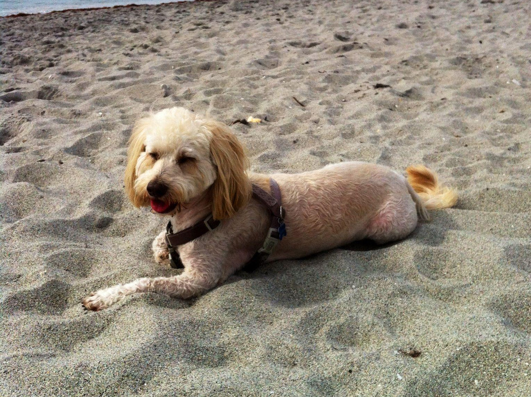 Brohard Paw Park-威尼斯必去景点