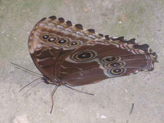 Butterfly Farm d'Abruzzo-Citta Sant'Angelo必去景点
