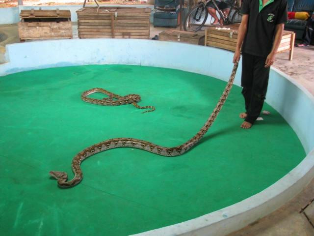 Kathu Cobra Show-卡图必去景点
