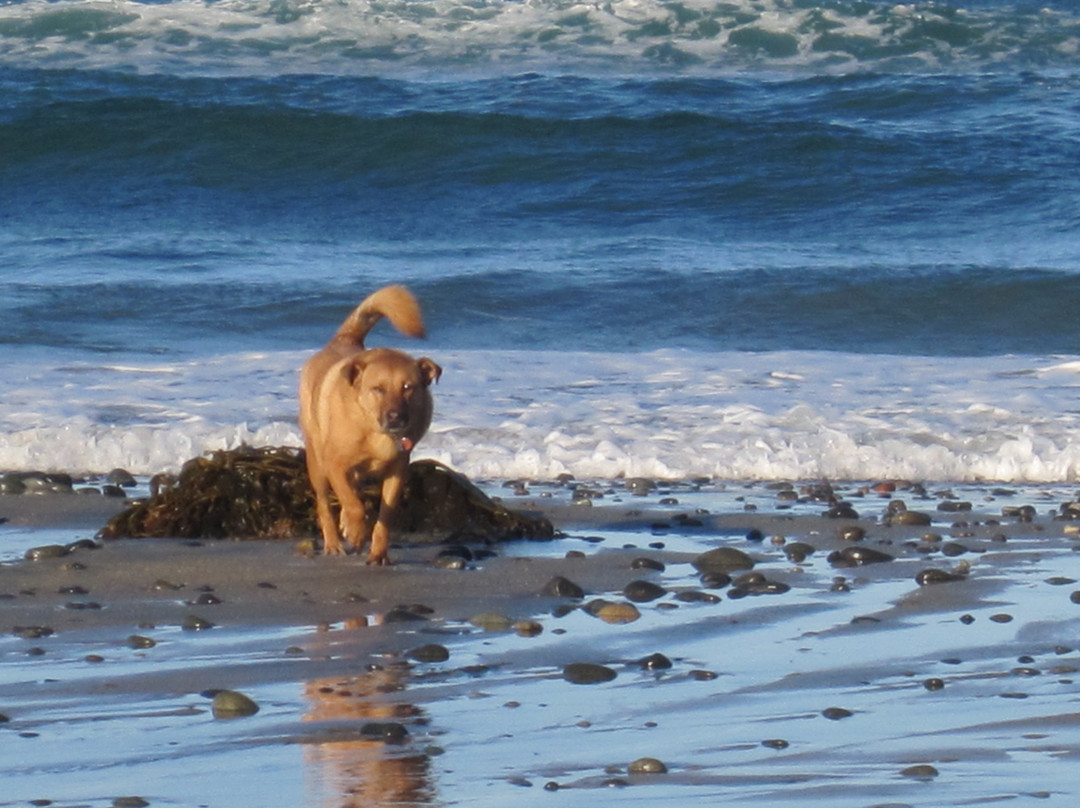 Del Mar Dog Beach-德尔马必去景点