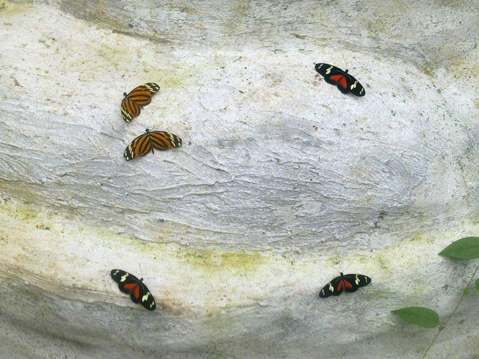 The Motmot Jungle-福德圣卡洛斯必去景点