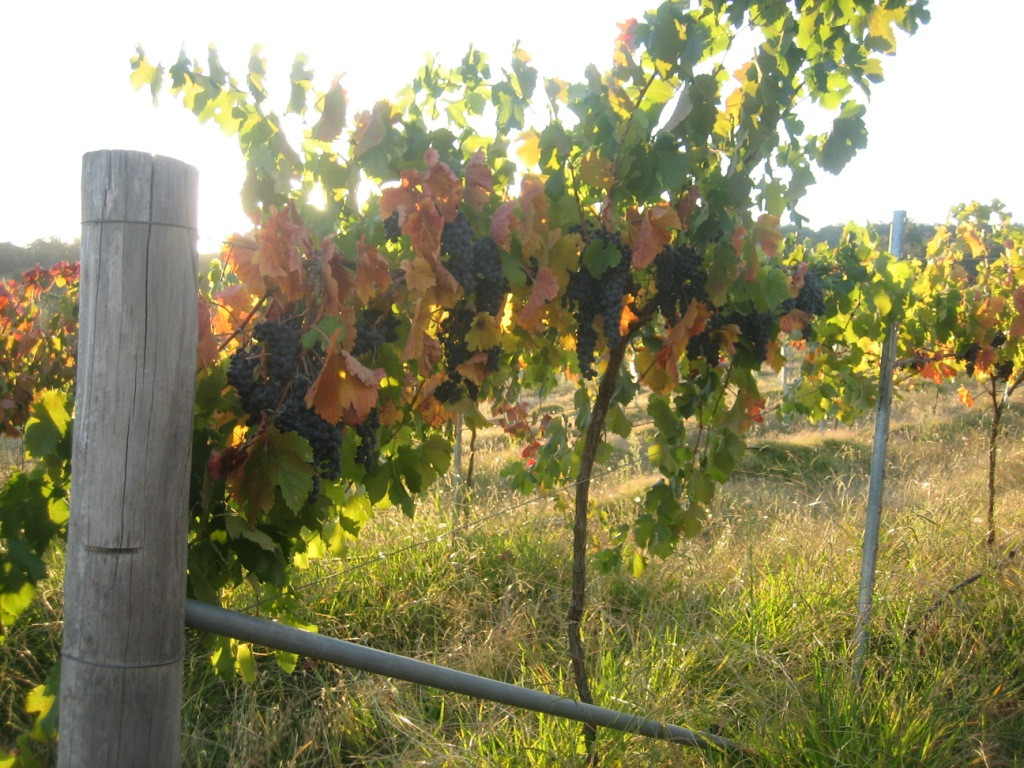 Flyfaire Wines-Woomargama必去景点