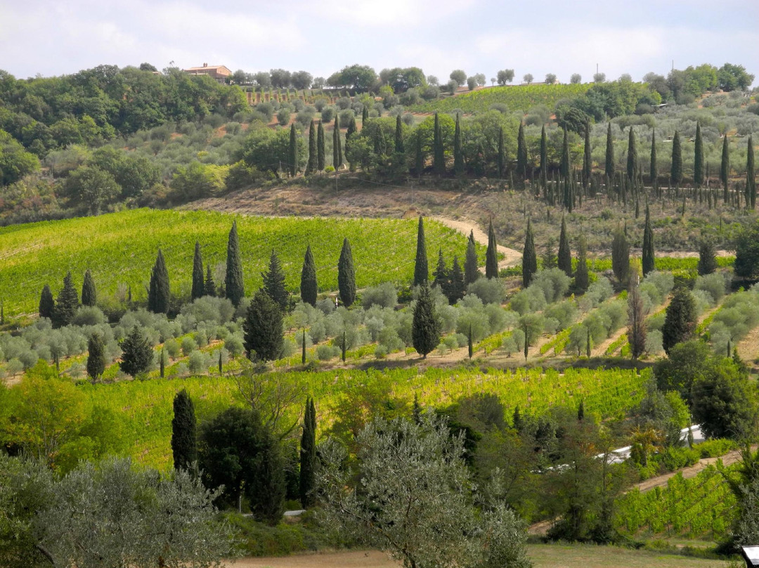 Tuscan Vineyard Tours景点图片