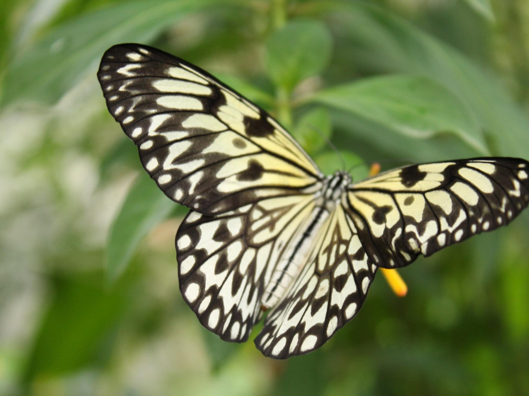 The Butterfly Farm景点图片