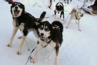 Sun Dog Express Dog Sled Tours - Day Tours景点图片