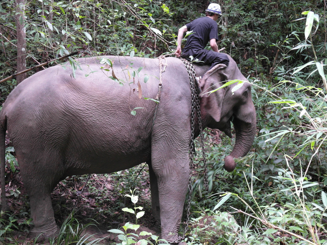 Elephant Special Tours-清迈府必去景点