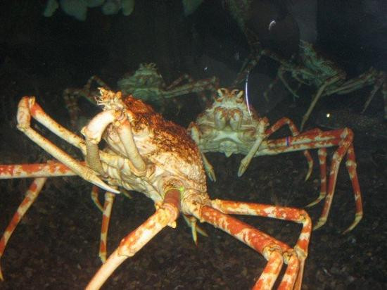 乔治亚水族馆-亚特兰大必去景点