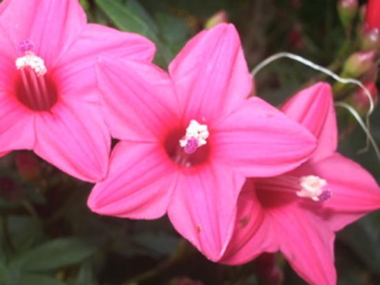 伊莉萨白女王二世植物园-大开曼岛必去景点