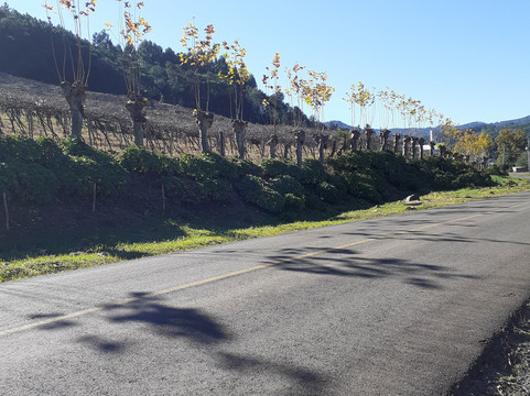 Vinícola Sbardelotto-Rolante必去景点