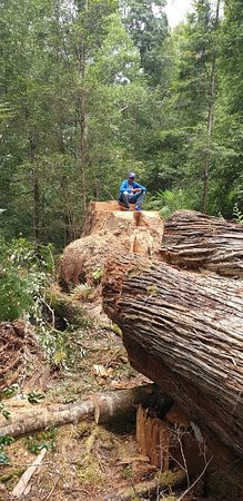 Tarkine Trails景点图片