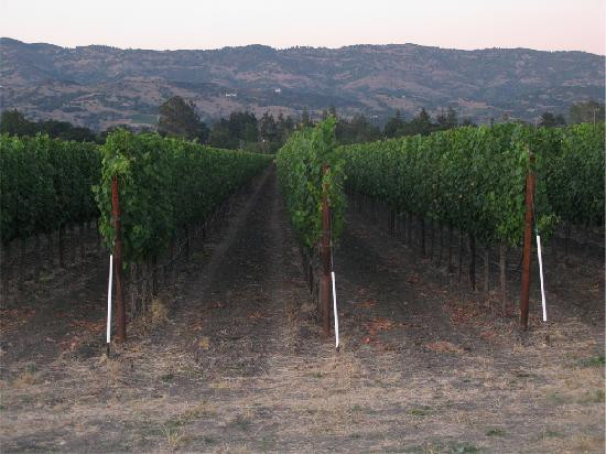 Napa Valley Bike Tours景点图片