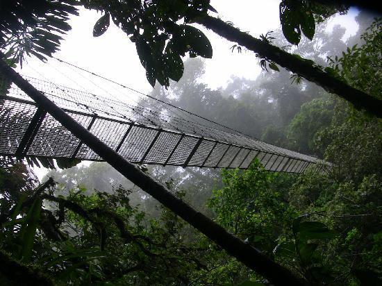 Arenal Hanging Bridges景点图片