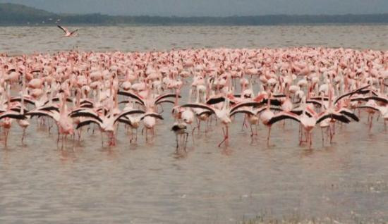 Hyrax Hill Prehistoric Site-纳库鲁湖国家公园必去景点
