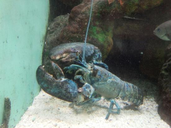 Teradomari Aquarium-长冈市必去景点