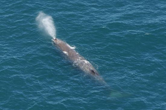 Wings Over Whales-Kaikoura必去景点