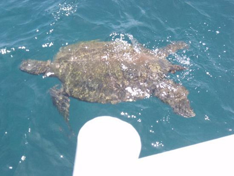 Quicksilver Maui Snorkeling Charters-怀露库必去景点