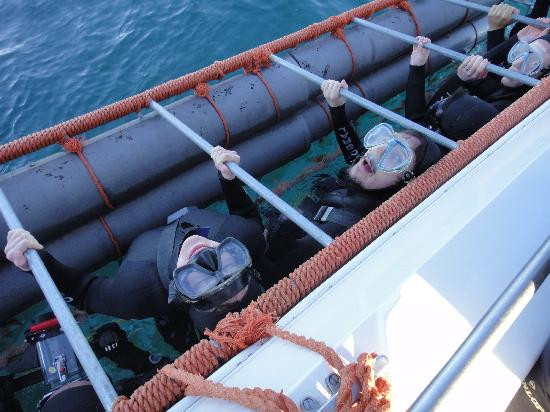 Shark Diving Unlimited-干斯拜必去景点