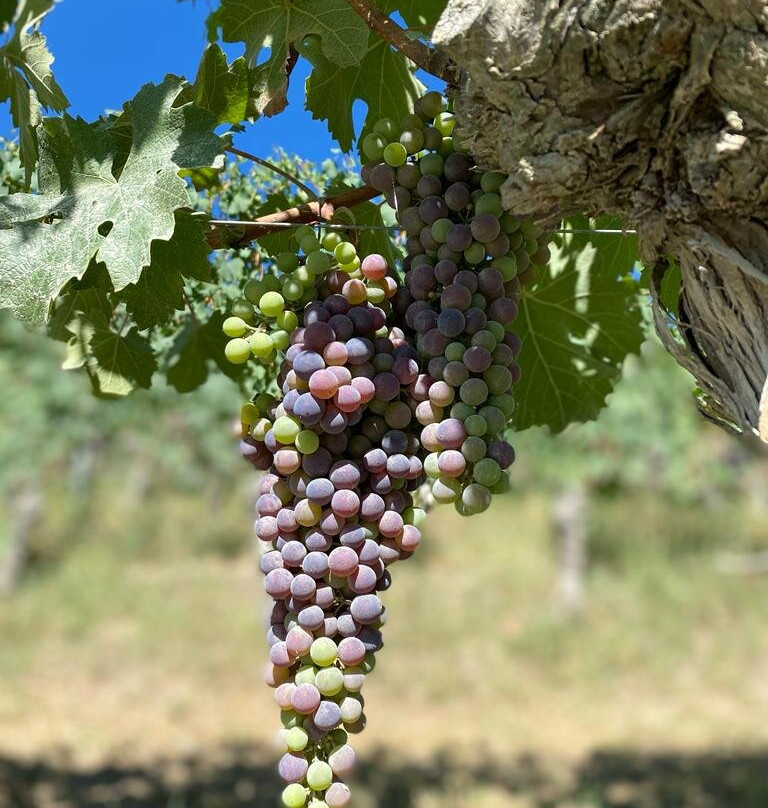 Tenuta Bussia - Wine Relais & Spa