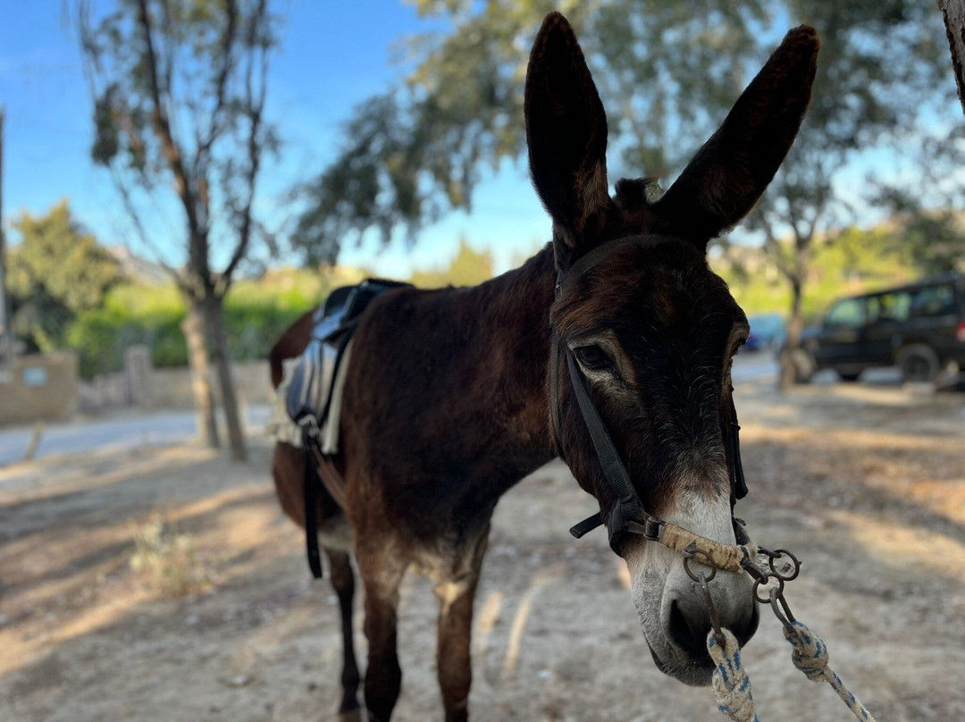 Proyecto Burruticas-Abarán必去景点