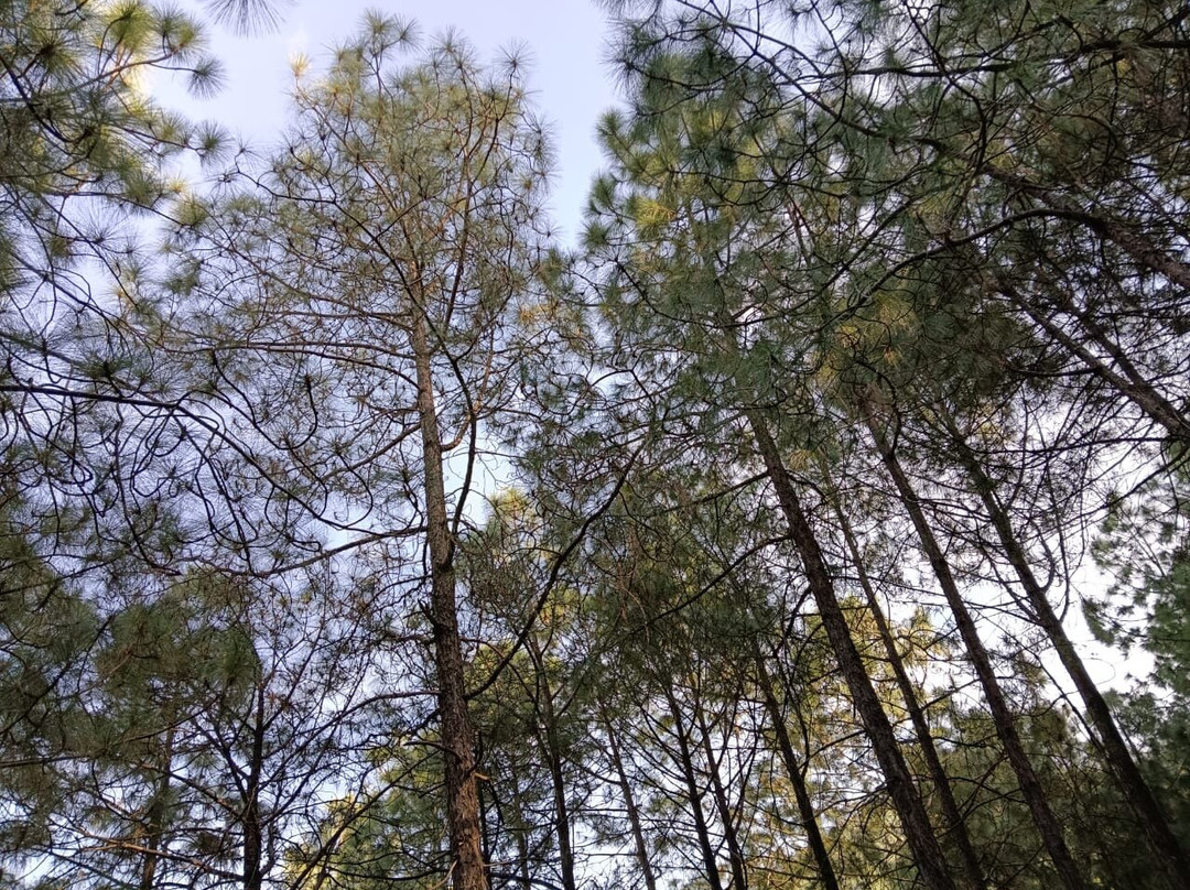 Welcomheritage Santa Roza Kasauli