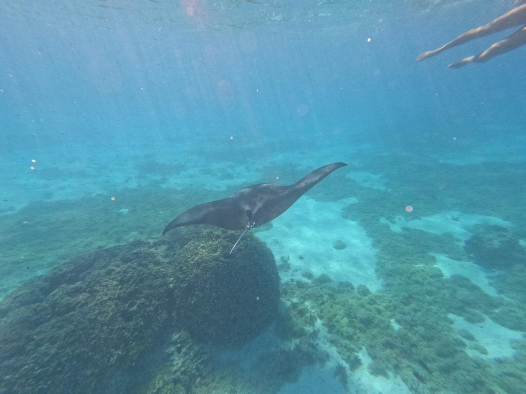Maupiti Diving景点图片