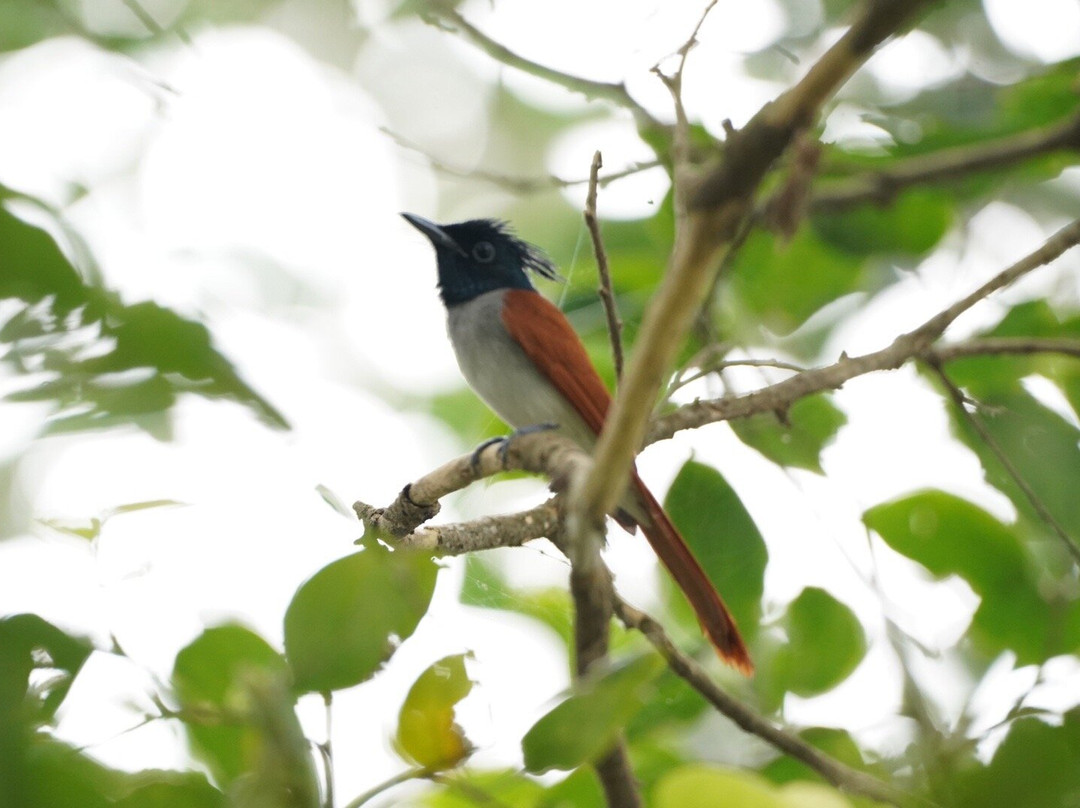 Vaduvoor Bird Sanctuary景点图片