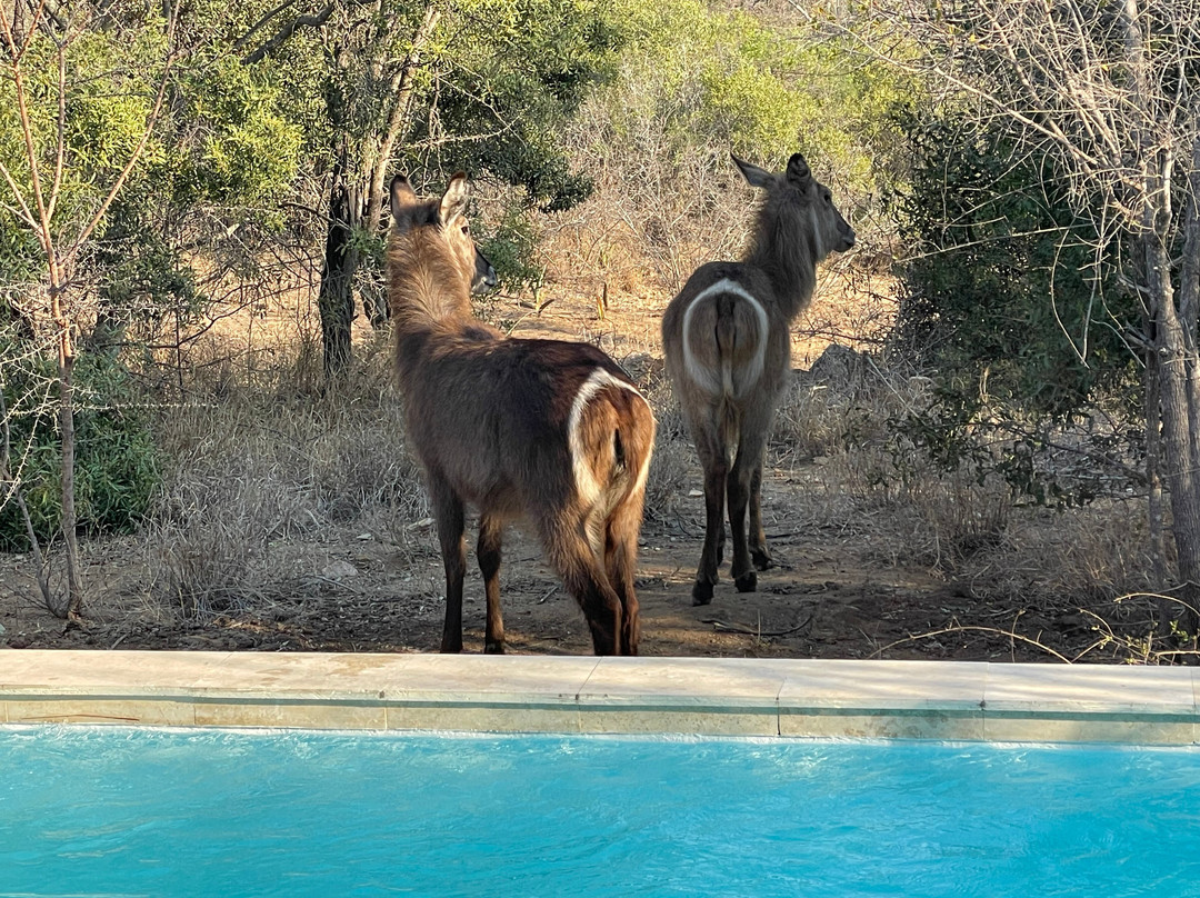 卡帕玛南营山林小屋主图