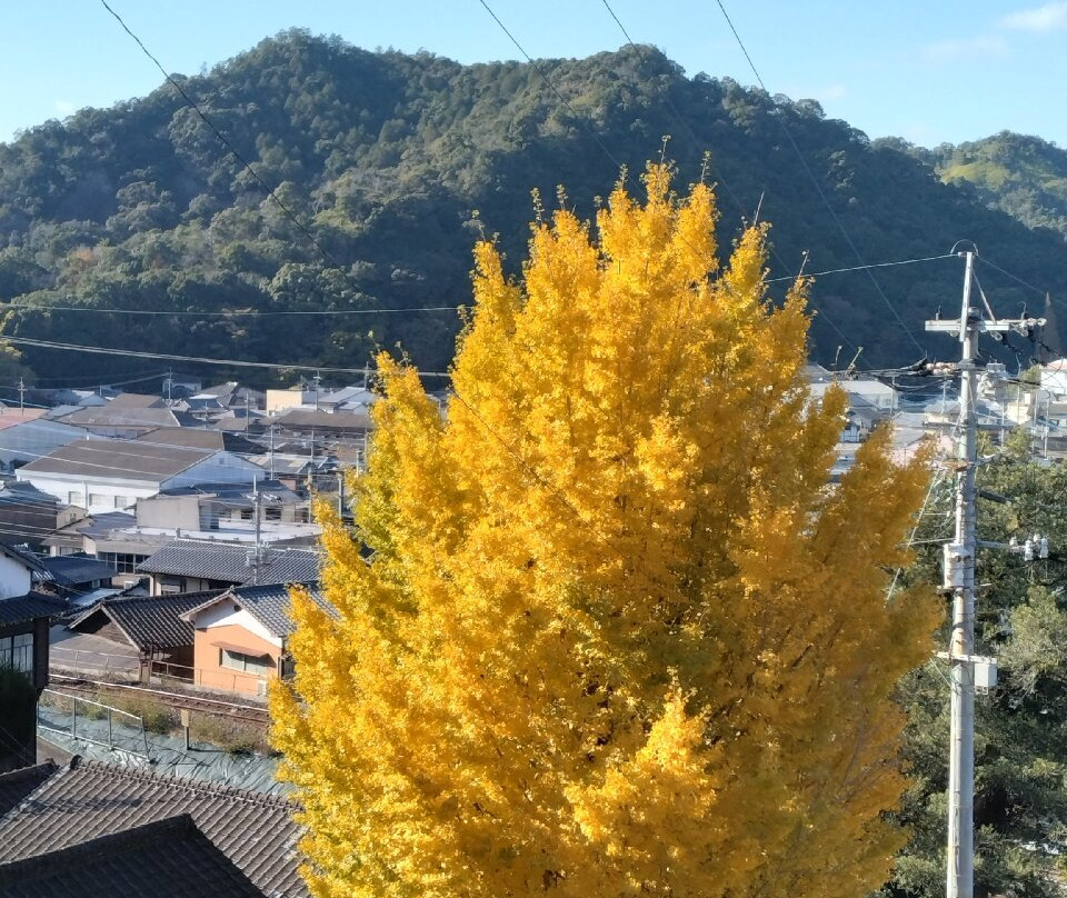 Tozan Shrine景点图片
