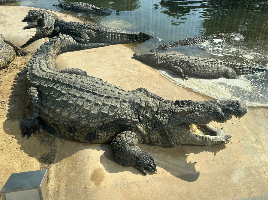 Dubai Crocodile Park景点图片