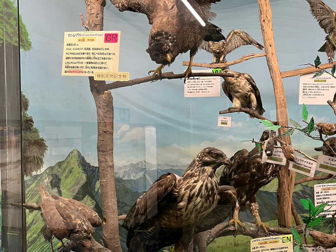 Tsuyama Nature & Mystery Museum-津山市必去景点