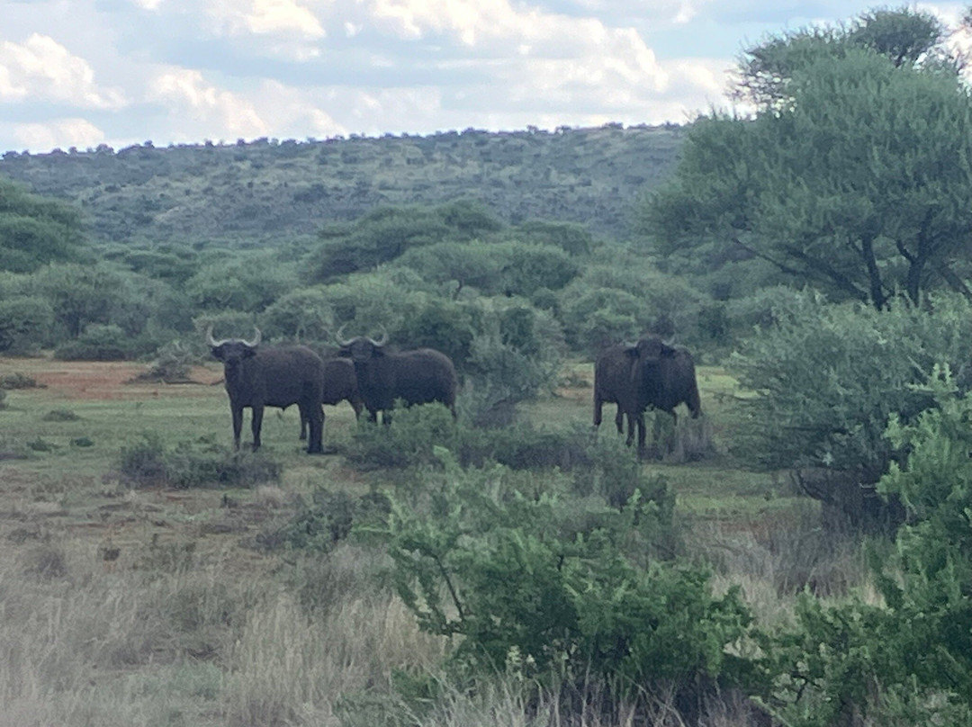 Mokala National Park-金伯利必去景点