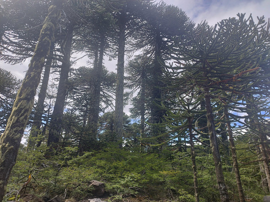 Turismo Pewen-普孔必去景点