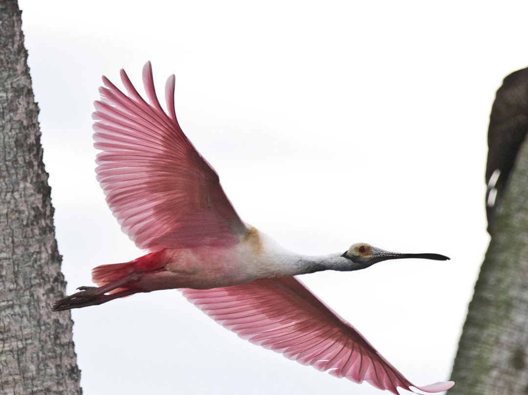 Orlando Wetlands-Christmas必去景点