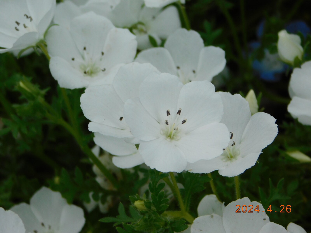Umami-kyuryo Park-河合町必去景点