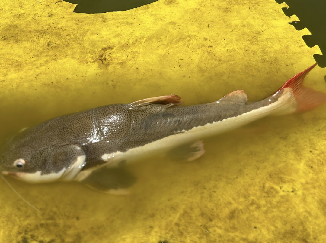 Amazon Fishing Park Pattaya景点图片