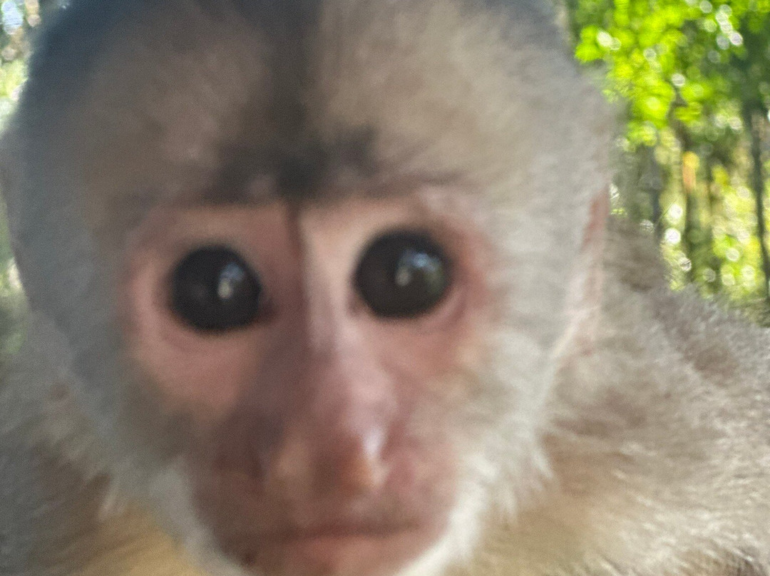 Fundacion Los Monos Selva y Vida-Puyo必去景点