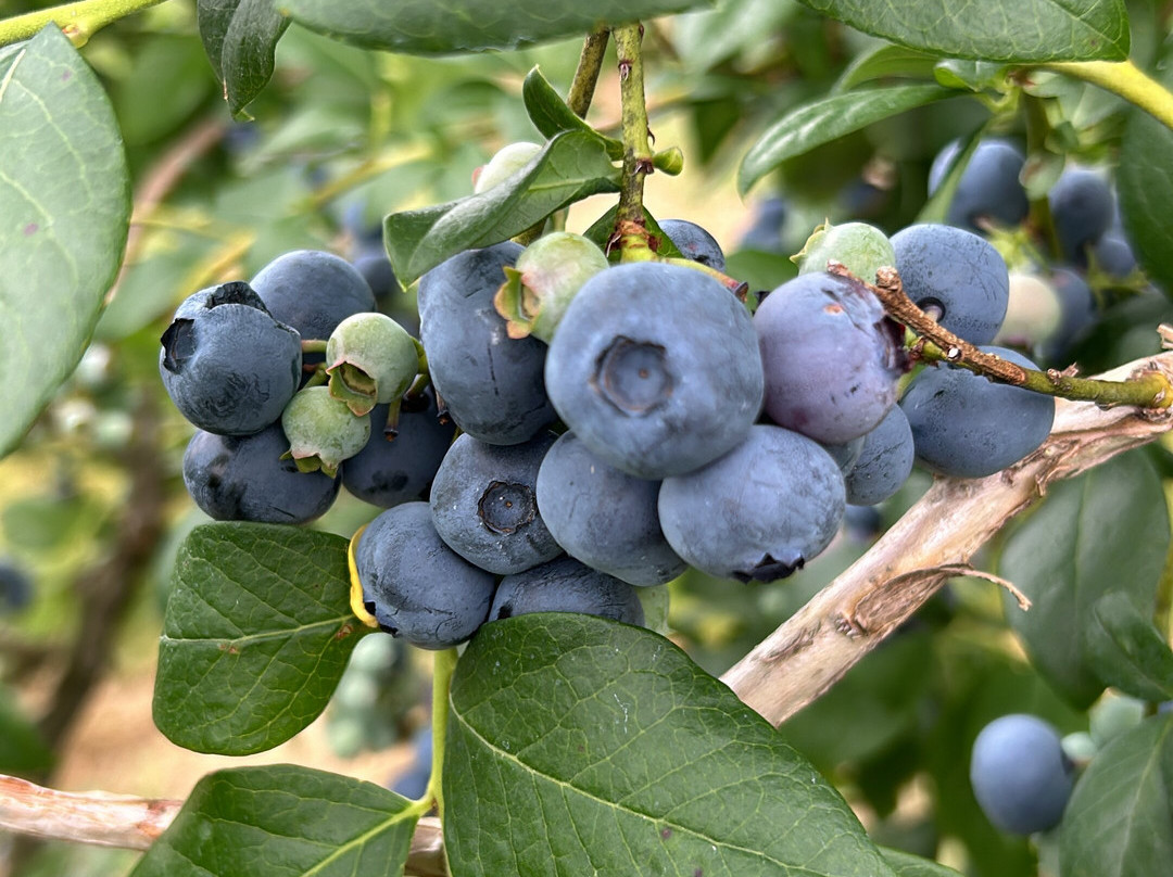 Bastiani's Blueberry Farm-Hebron必去景点
