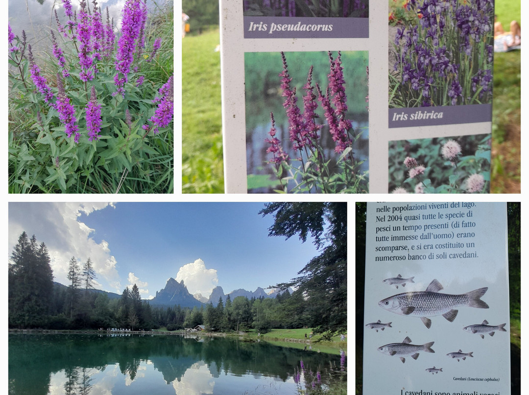 Lago Welsperg景点图片