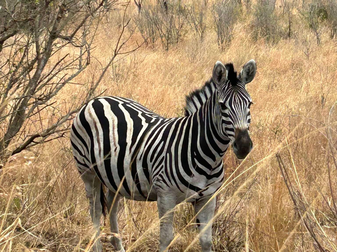 Durban Safaris and Tours景点图片