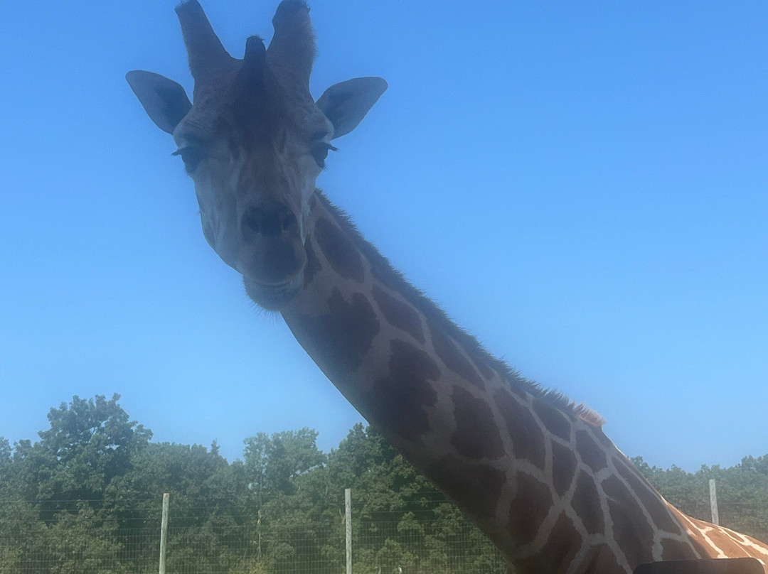 Lake Tobias Wildlife Park景点图片