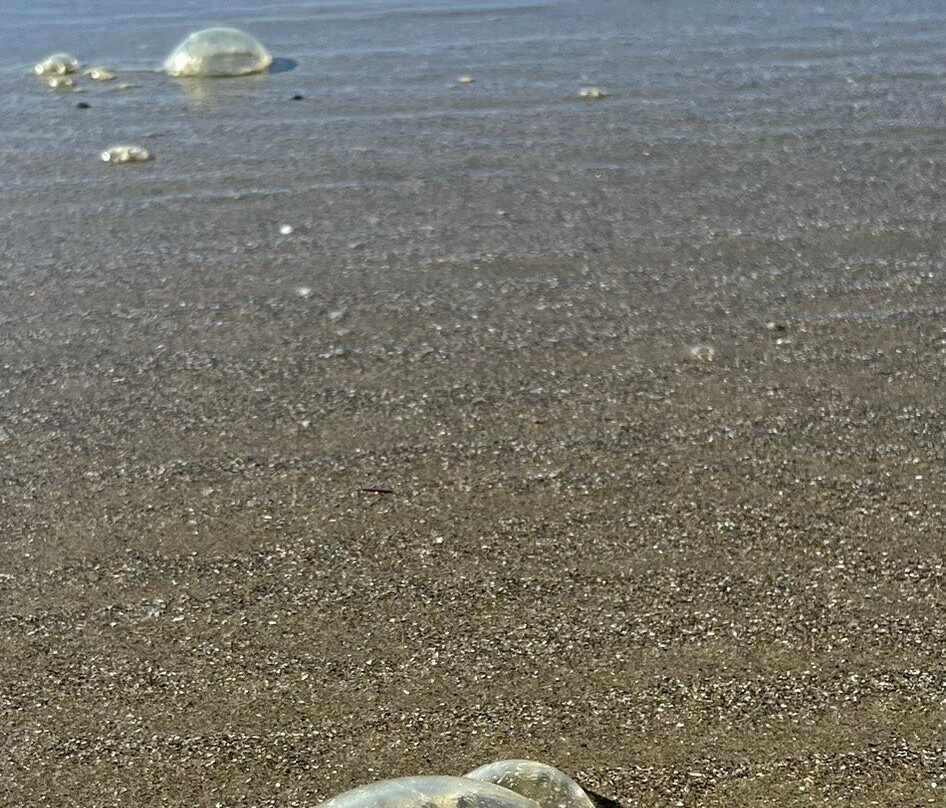 Wickaninnish Beach景点图片