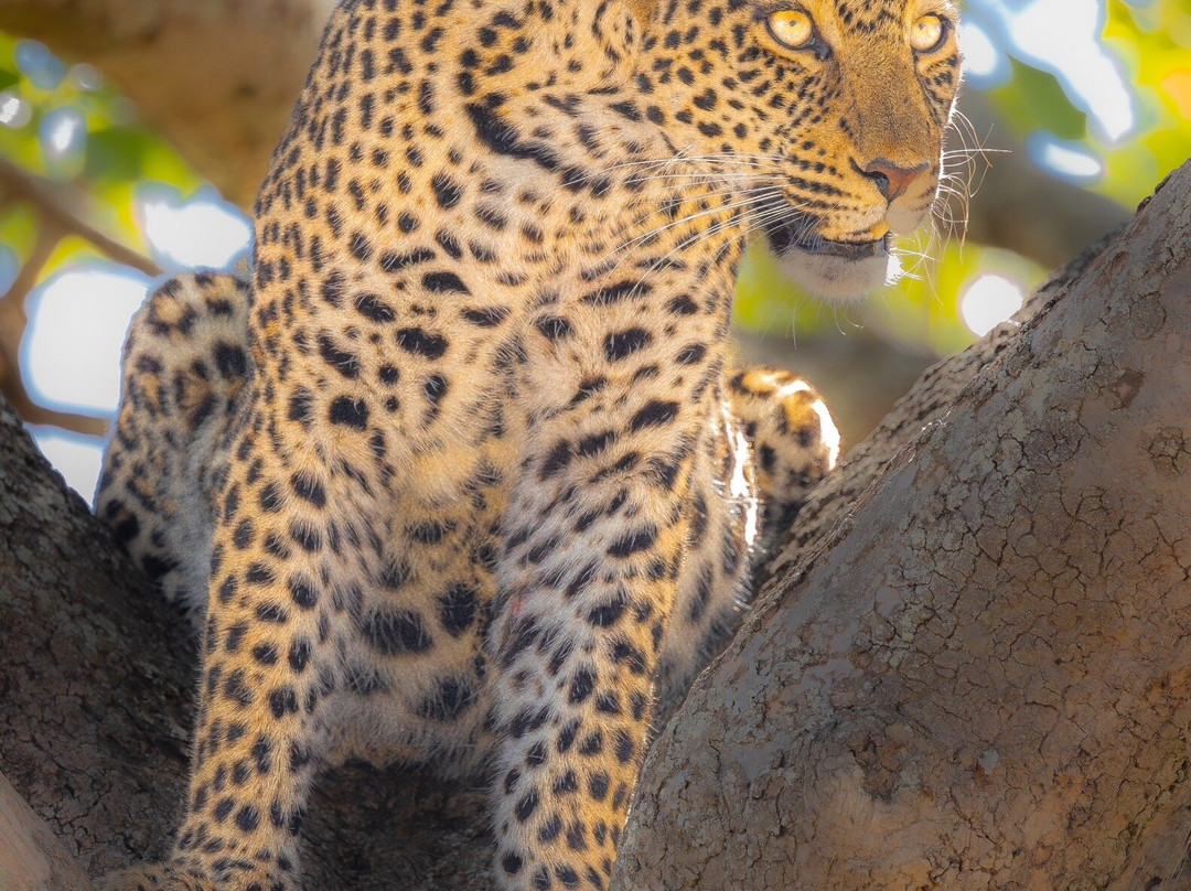 Migration at Serengeti National Park-塞伦盖蒂国家公园必去景点