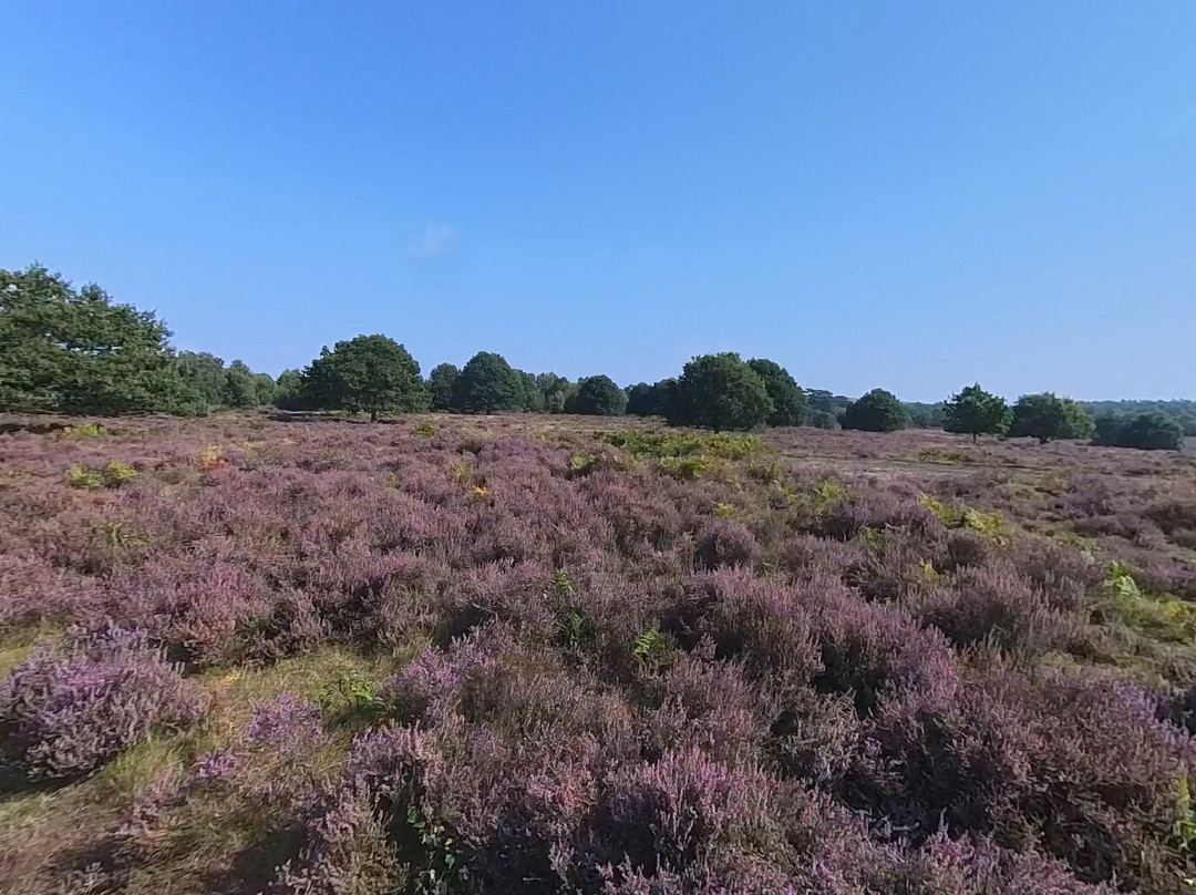 RSPB Budby South Forest景点图片