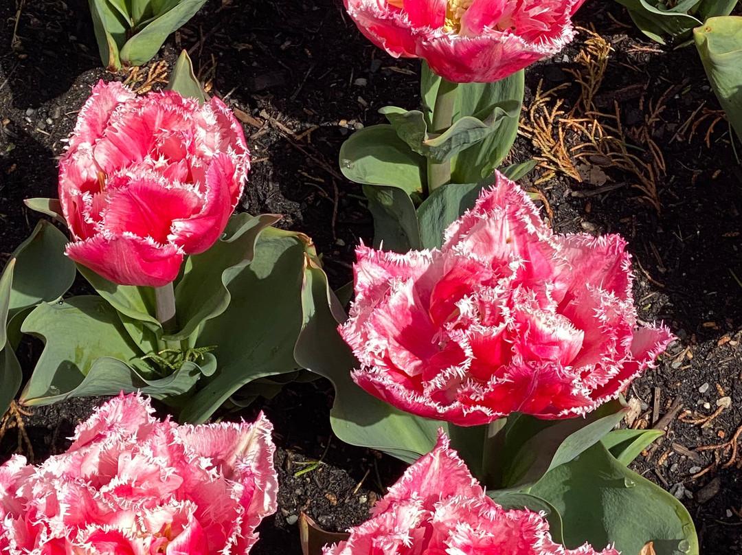 The Corbett Gardens-鲍勒尔必去景点
